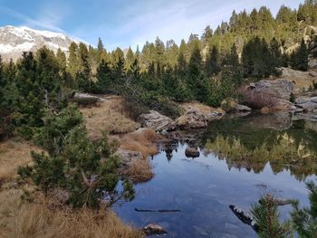 Scenic view of forest against sky