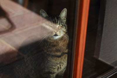 High angle portrait of cat sitting