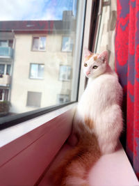 Cat sitting on window sill