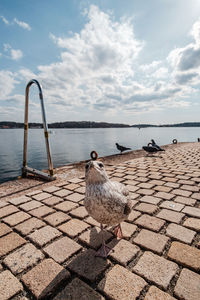 Seagulls perching on a sea shore against sky