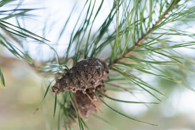 Close-up of butterfly on pine cone