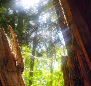 Low angle view of trees in forest against sky