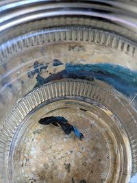 High angle view of fish in jar
