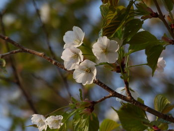 Close-up of white cherry blossoms in spring