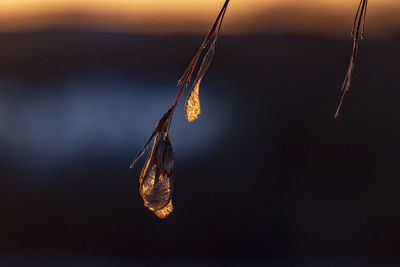 Close-up of icicles hanging against sky during sunset