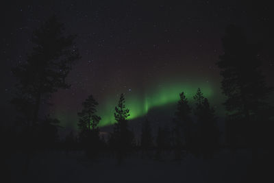 Low angle view of silhouette trees against aurora borealis