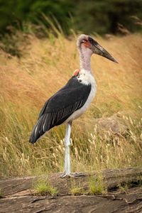 Marabou stork stands on rock in profile