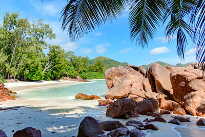 Exotic idyllic landscape, sandy beach, sea, palm trees.