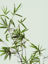 Low angle view of plant against sky