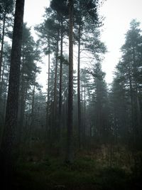 Trees in forest