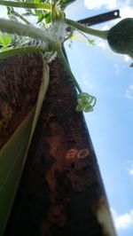 Close-up of fresh green plant against tree trunk