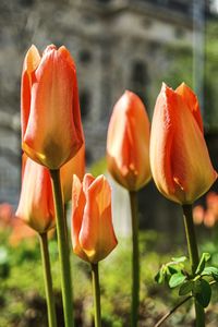 Orange tulips