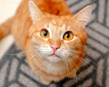 A ginger cat with huge round eyes looks attentively and warily. focus on the cat's nose