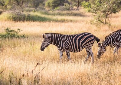 Zebra standing in a field