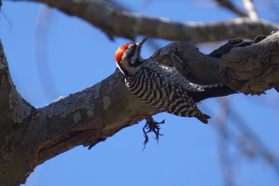 Low angle view of bird perching on tree against sky