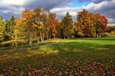 Autumn trees on field against sky