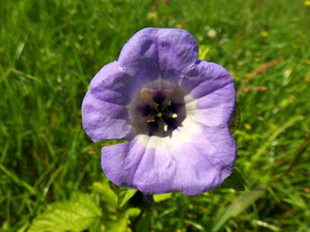 Close-up of purple flower blooming on field
