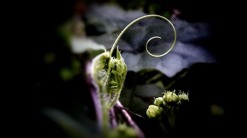 Close-up of green chili peppers on plant