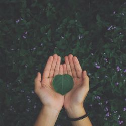 Cropped hands of woman holding leaf