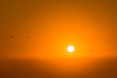 Silhouette birds flying against orange sky