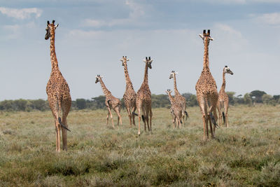 Giraffes on grass against sky