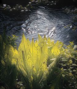 Plants growing in water