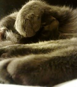 Close-up of cat sleeping