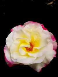 Close-up of flower over black background