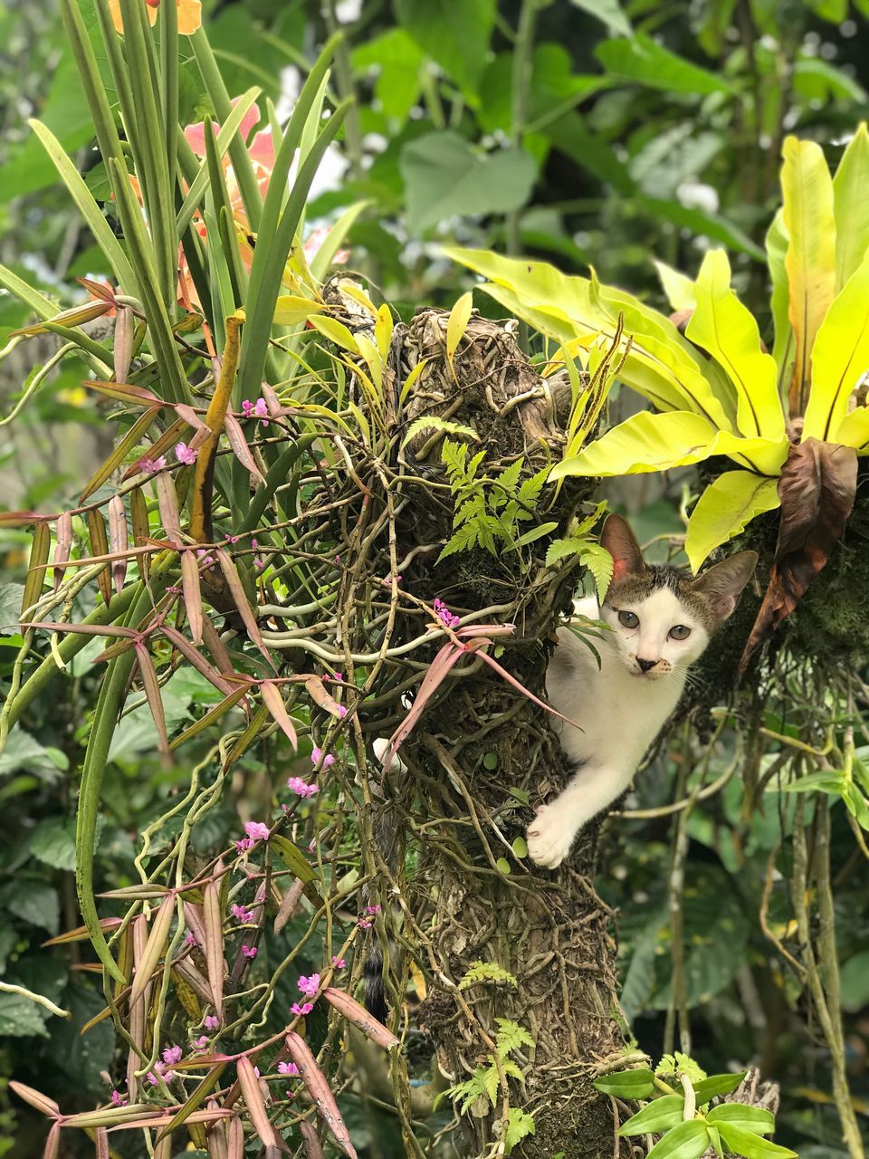PORTRAIT OF CAT IN A PLANT