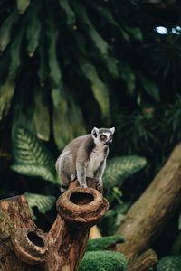 Squirrel sitting on wood