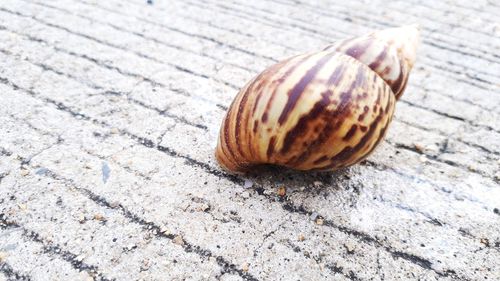 Close-up of shell on footpath