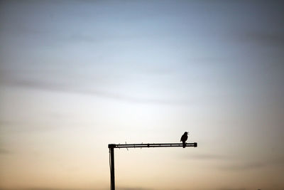 Low angle view of bird perching on a sunset