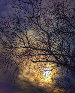 bare tree
