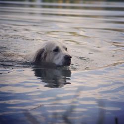 Dog swimming in lake