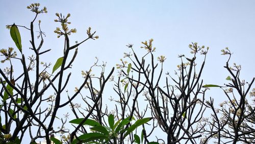 Low angle view of flowers against clear sky