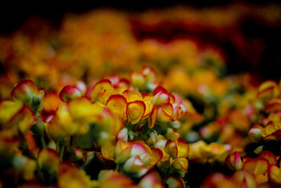 Close-up of red flowering plant