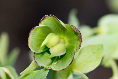 Close-up of fresh green flower bud