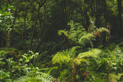 View of trees in forest