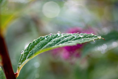 Close-up of wet plant