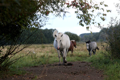 Horses on landscape against sky