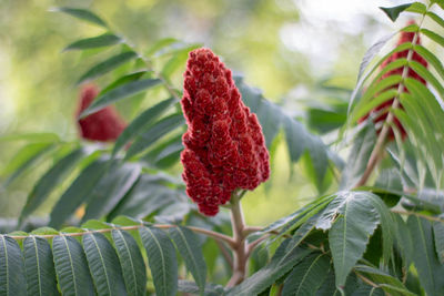 Close-up of red leaves on plant