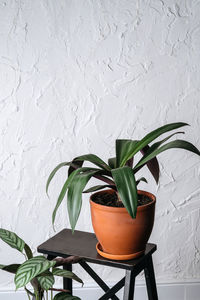 Close-up of potted plant against wall