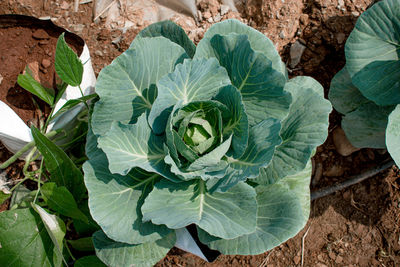 High angle view of fresh green leaf