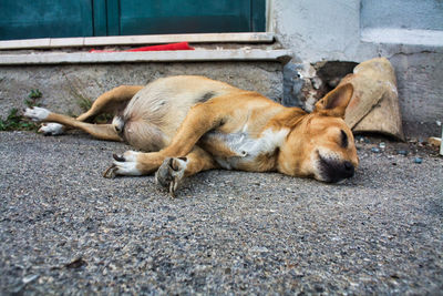 Dog sleeping on sidewalk
