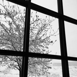 Bare trees against sky