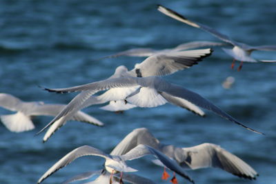 Seagulls flying over sea