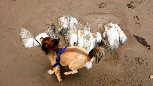 High angle view of dogs on beach