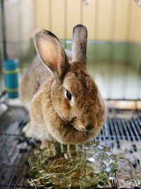 Close-up of a rabbit