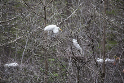 Bird perching on a bare tree