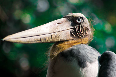 Close-up of a bird looking away